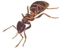 Ant-Cam-(United-Kingdom)