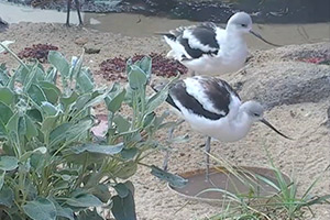 Monterey-Aquarium-Aviary-Cam-(USA)