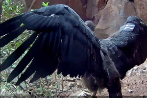 Devils-Gate-Condor-Nest-Cam-(USA)