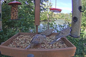 Cornell-Lab-FeederWatch-Cam-(USA)