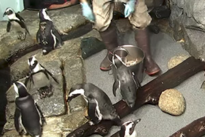 Penguin-Monterey-Aquarium-Cam-(USA)