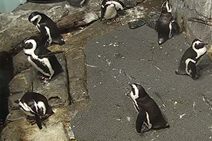 Live-African-Penguins-(USA)