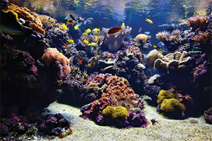 Pacific-Coral-Reef--Cam-(USA)