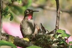 Hummingbird-Live-Cam-(Canada)